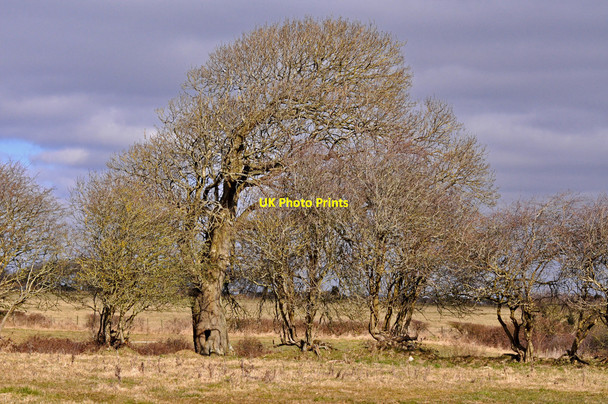 Photo 6"x4" An ancient hedge Boverton c2010
