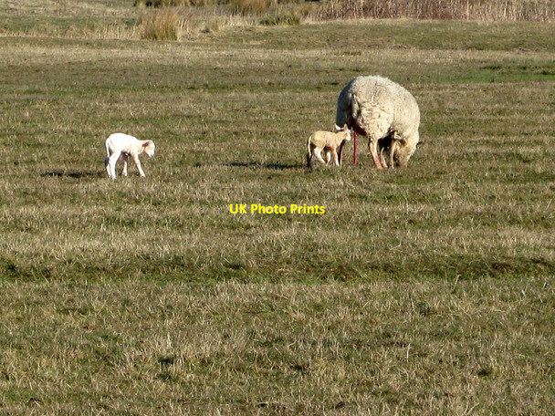 Photo 6"x4" New Born Lambs, Hooe Level Norman's Bay c2010