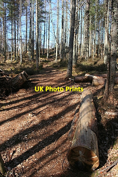 Photo 6"x4" Fallen Trees on Forest Path Miltonduff c2010