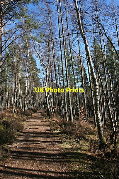 Photo 6"x4" Forest Path Miltonduff c2010