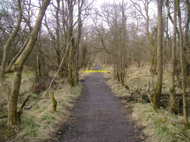 Photo 6"x4" West Highland Way Milngavie c2010