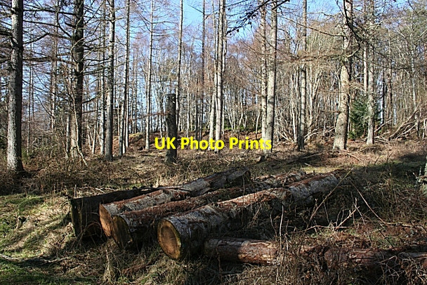 Photo 6"x4" Logs by the Track Newton\/NJ1663 c2010
