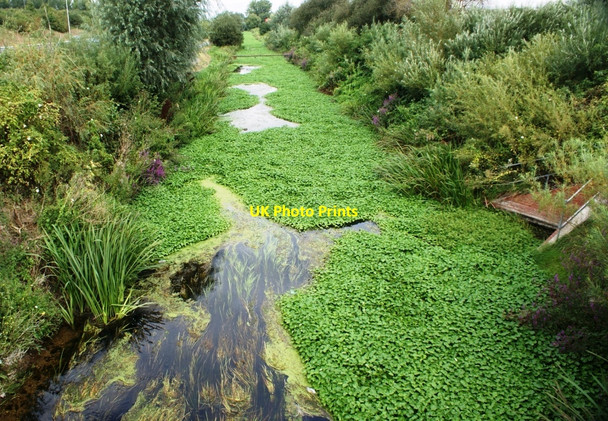 Photo 6"x4" Floating pennywort in Foudry Brook Whitley\/SU7170 c2009