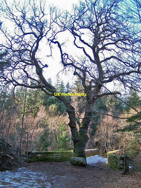 Photo 6"x4" The Lord President Seat Smithton c2010