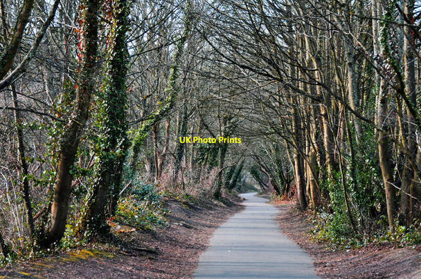 Photo 6"x4" Trees by the Taff Trail Radyr c2010
