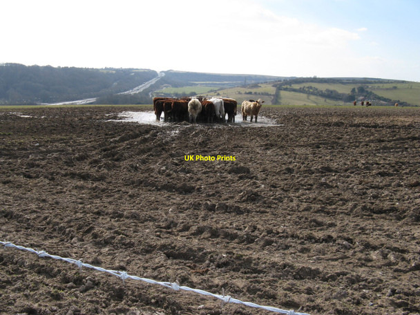 Photo 6"x4" Cattle happy feeding knee deep in liquid mud on Ewe Bottom Hill Patcham c2010