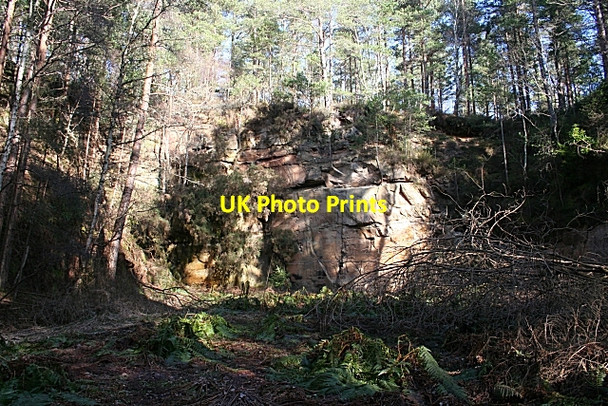 Photo 6"x4" Quarry in Quarrel Wood Newton\/NJ1663 c2010