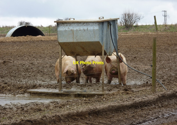 Photo 6"x4" Three pigs at drinking station Coddenham Green c2010