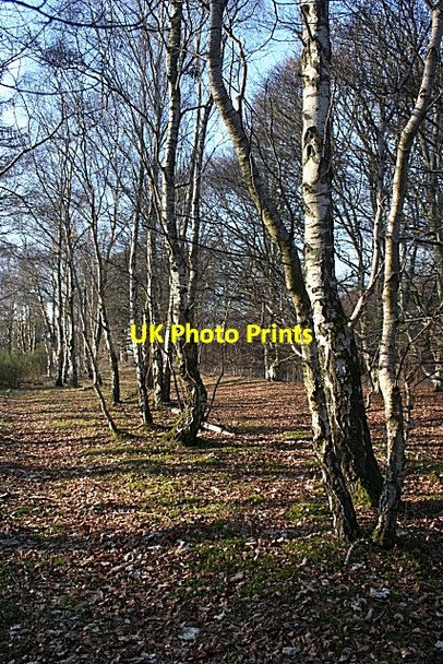 Photo 6"x4" Birch Woods College of Roseisle c2010