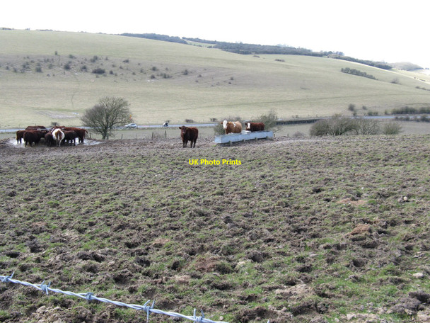 Photo 6"x4" Cattle picnic area on Varncombe Hill Saddlescombe c2010