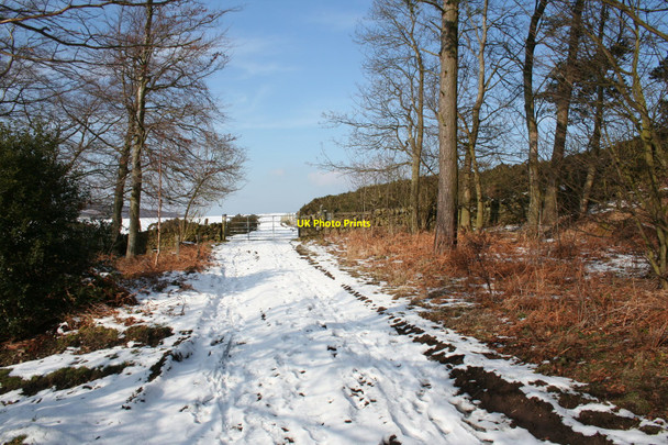 Photo 6"x4" Virgin Hill Wood Detchant c2010