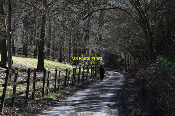 Photo 6"x4" Lane through a Chiltern beech wood Stoke Row c2010