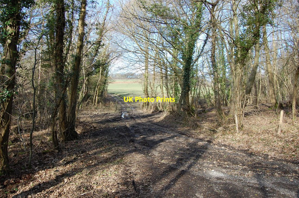 Photo 6"x4" Track to Fields, off Ellenwhorne Lane Collier's Green c2010