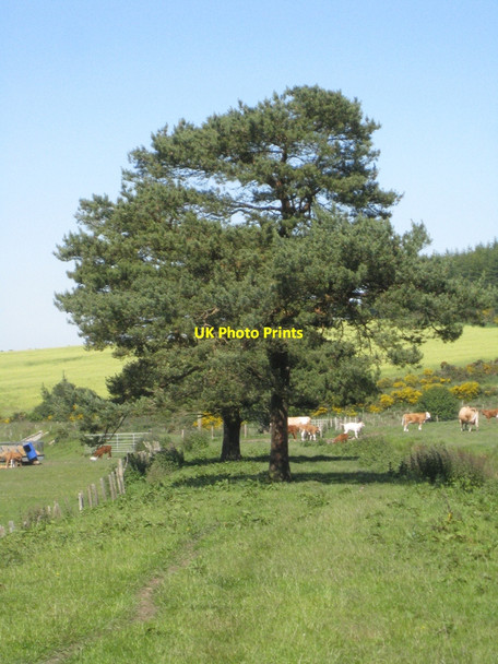 Photo 6"x4" Trees growing on the old railway line track Clochan c2009