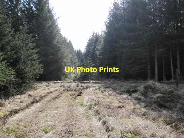 Photo 6"x4" Bridleway and Forest Ride Hawkhope\/NY7188 c2010