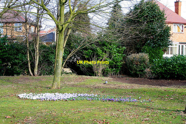 Photo 6"x4" Crocus in West Park Long Eaton c2010