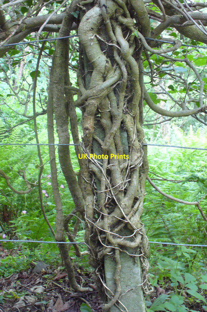 Photo 6"x4" Ivy Covered Post New Quay\/Ceinewydd c2009