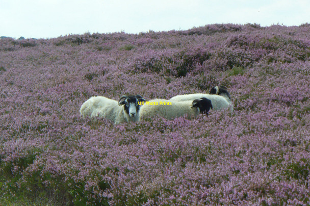 Photo 6"x4" Sheep in the Heather Hartoft End c2008