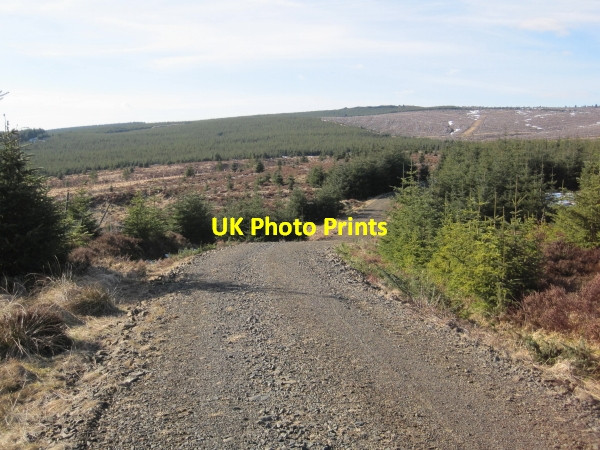 Photo 6"x4" Forestry Road near Black Cleugh Wainhope\/NY6792 c2010