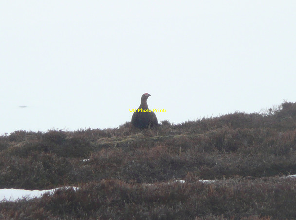 Photo 6"x4" Wary red grouse Loch Vrotachan c2010