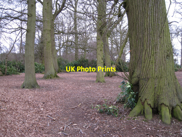Photo 6"x4" In Hatton Wood Haseley c2010