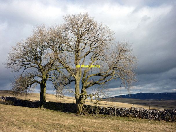 Photo 6"x4" Trees above Raikes Farm, Burnsall Burnsall c2010