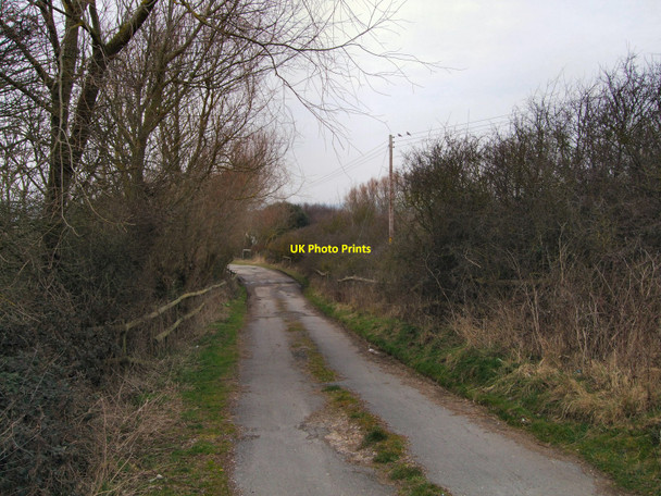 Photo 6"x4" Maple Road Newhaven\/TQ4401 c2010