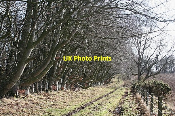 Photo 6"x4" Beech Avenue Clola c2010