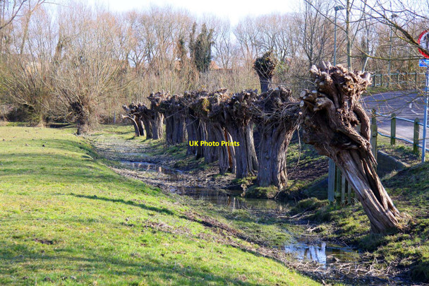 Photo 6"x4" Pollarded willows by Walton Well Road Oxford\/SP5106 c2010