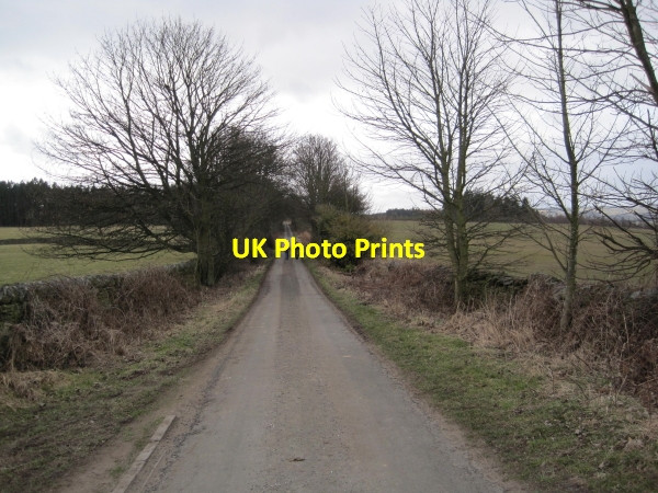 Photo 6"x4" Road to Seventy Acre Wood Dilston c2010
