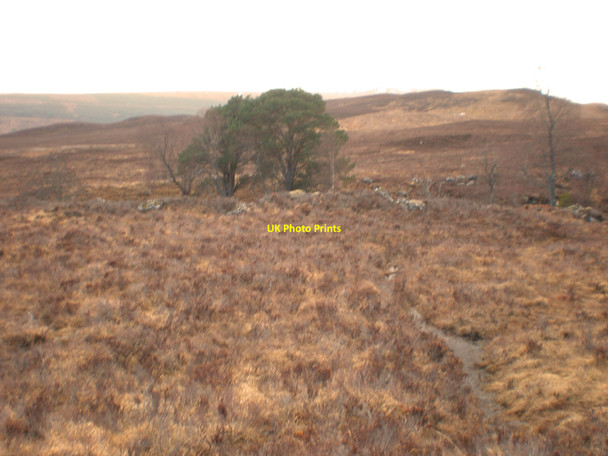 Photo 6"x4" Native trees by Allt Ruadh Dalchreichart c2010
