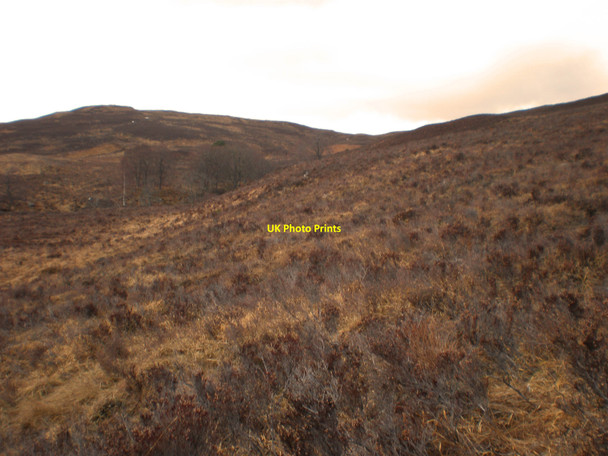 Photo 6"x4" Native trees by Allt Ruadh Dalchreichart c2010