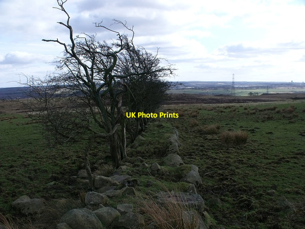 Photo 6"x4" Hawthorn Boundary Braeface c2010