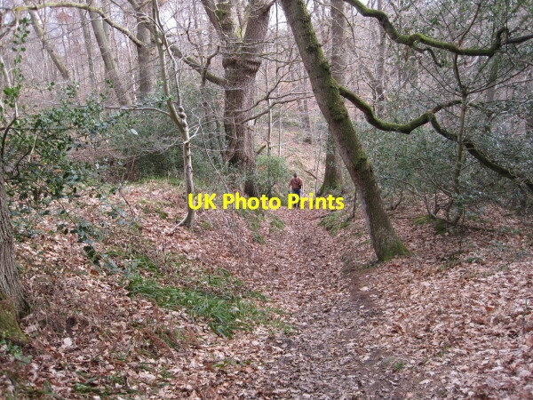 Photo 6"x4" Footpath to Dipton Burn Beauclerc c2010