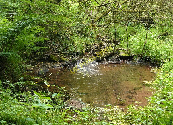 Photo 6"x4" Sheep Pond Red Roses c2009