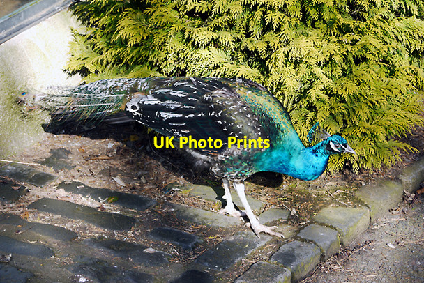 Photo 6"x4" Peacock, Belfast Zoo Newtownabbey c2010