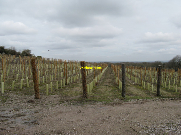 Photo 6"x4" New vineyard off Underhill Lane Westmeston c2010