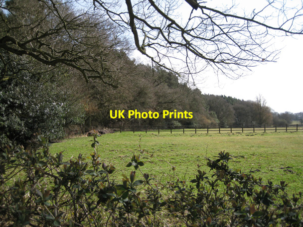 Photo 6"x4" Southwest edge of Clattyland Wood Haseley Knob c2010