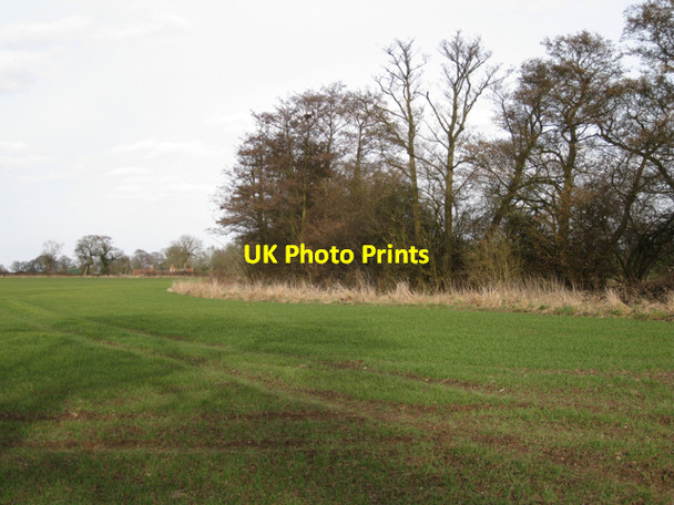 Photo 6"x4" Alders by Inchford Brook Waste Green c2010