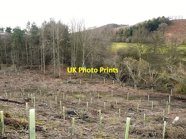 Photo 6"x4" Newly planted slope above Glassonby Beck Glassonby c2010