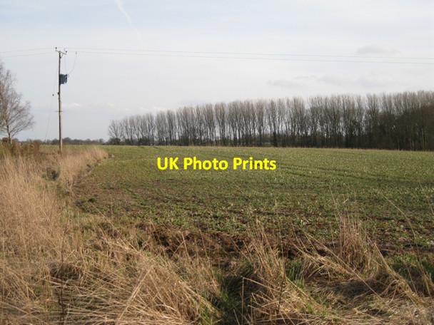 Photo 6"x4" Poplar plantation, Waste Green Waste Green c2010
