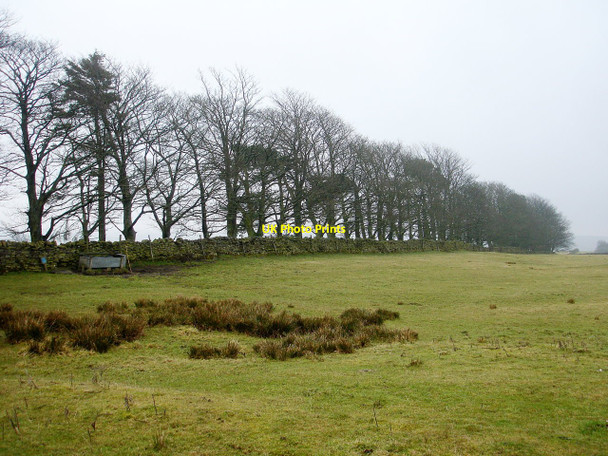 Photo 6"x4" Shelter belt from the Hunderthwaite road East Briscoe c2010