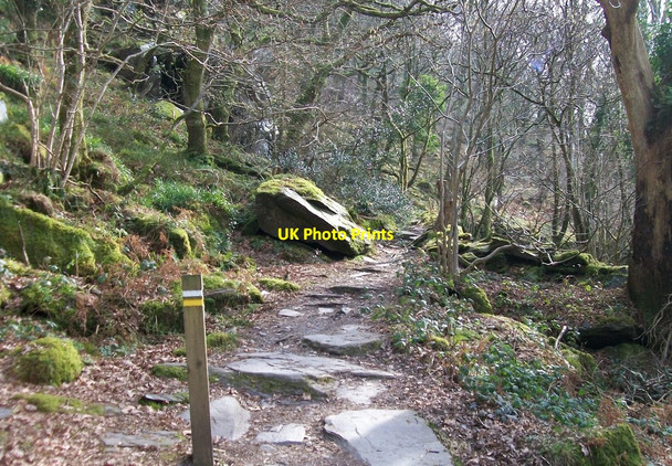 Photo 6"x4" Path through Coed Chwaral woodland Fachwen\/SH5761 c2010