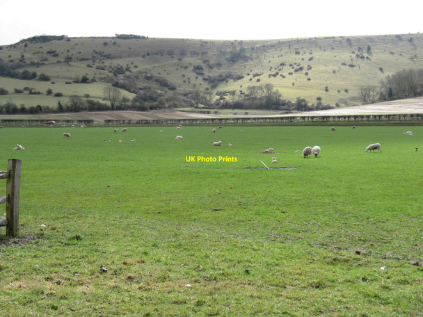 Photo 6"x4" Sheep and lambs at Plumpton  College Plumpton\/TQ3613 c2010