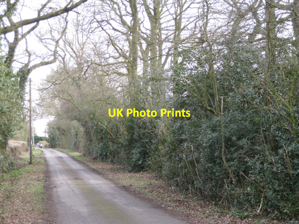 Photo 6"x4" Holly thickets below oak, Kite's Nest Lane Beausale c2010