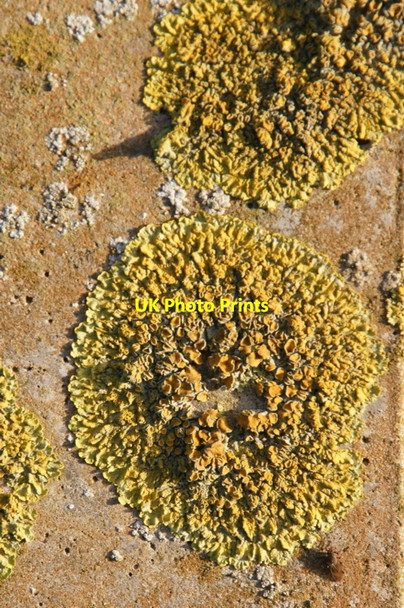 Photo 6"x4" Lichen, Baltasound Baltasound c2010