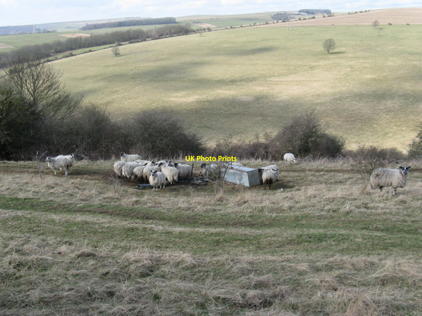 Photo 6"x4" Sheep gathering on the NW slope of Balmer Huff Falmer c2010