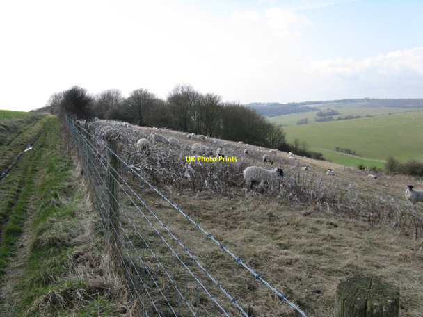 Photo 6"x4" Camouflaged sheep on Balmer Huff Falmer c2010