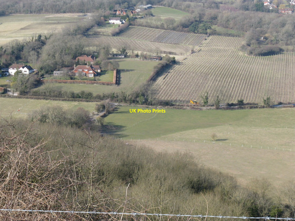 Photo 6"x4" Zoom view of vineyard near Westmeston Westmeston c2010