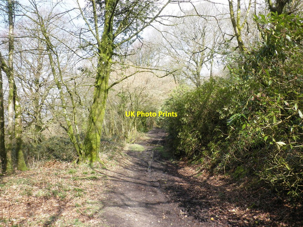 Photo 6"x4" Bridleway, through the Rhododendron Wood, on North Hill Kerswell\/ST0806 c2010